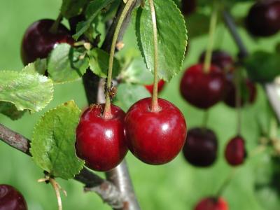 Download free tree leaf fruit food plant cherry image