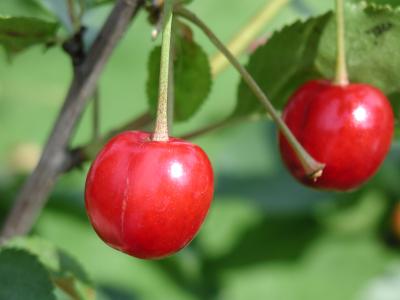 Download free tree leaf fruit food plant cherry image