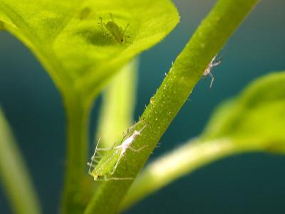 Download free insect green plant image