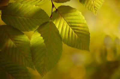 Download free leaf plant image