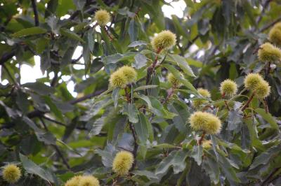 Download free tree leaf flower image