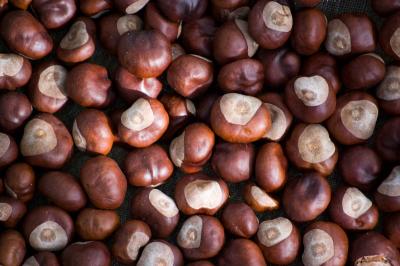 Download free tree fruit food brown image