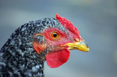 Download free animal chicken image