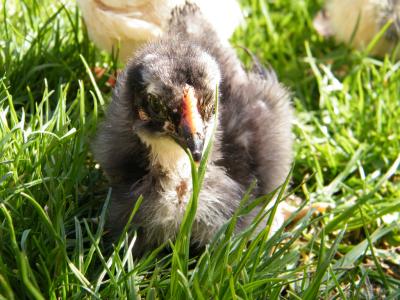 Download free animal chicken image