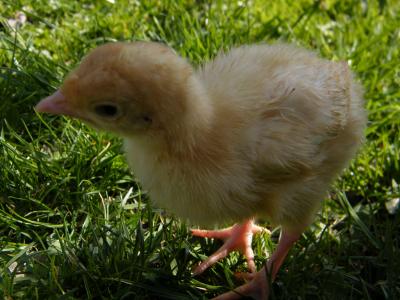 Download free animal chicken image