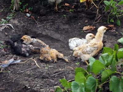 Download free animal chicken image