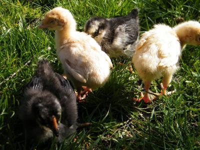 Download free animal chicken image