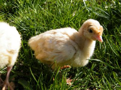 Download free animal grass chicken image