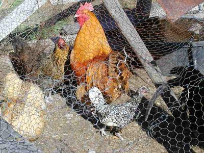 Download free animal chicken image