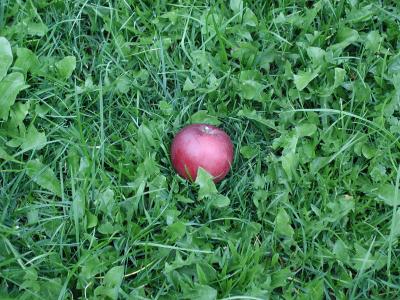 Download free red grass green apple image