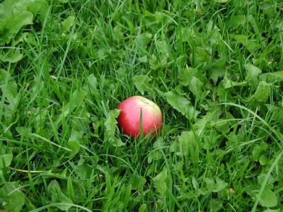 Download free red grass green apple image