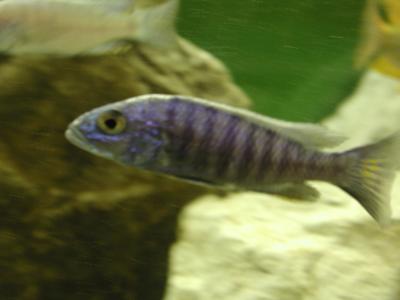 Download free animal fish grey stripe image