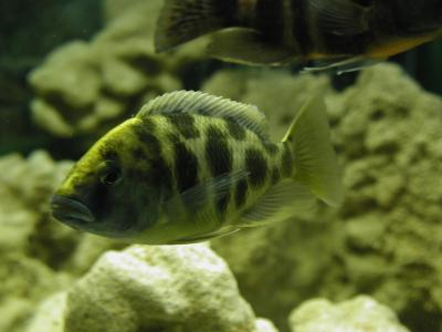 Download free animal fish yellow image