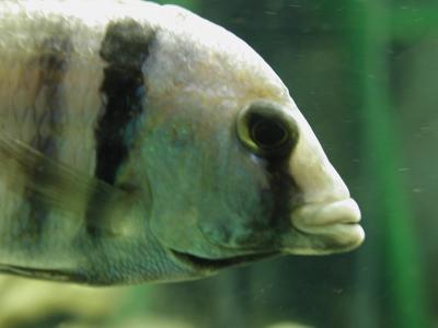 Download free animal fish white image