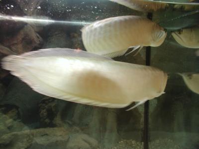 Download free animal fish white aquarium image