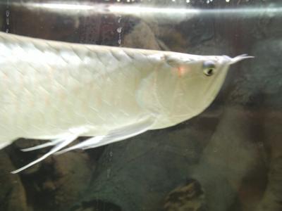 Download free animal fish white image