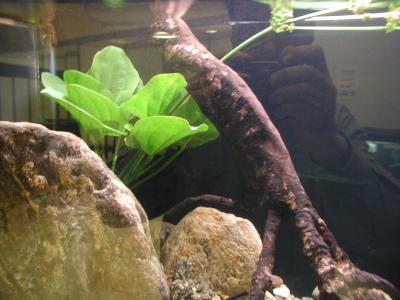Download free plant stone aquarium image