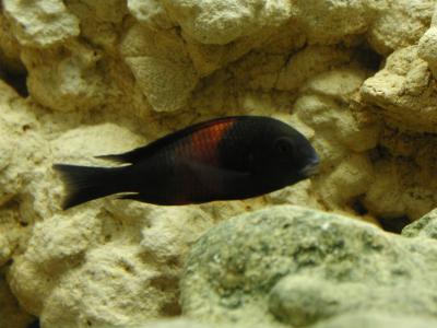 Download free animal fish stone stripe black image