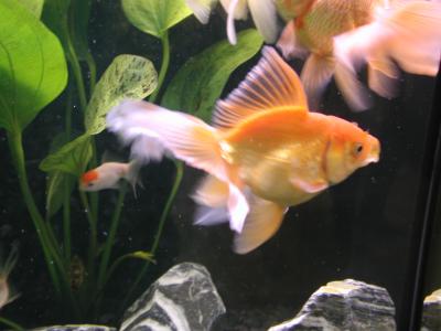 Download free animal fish orange image