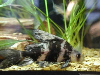 Download free animal fish grey stripe black image