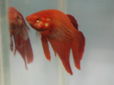 Download free animal fish red image