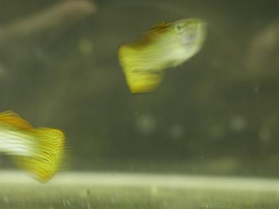 Download free animal fish yellow fuzzy image