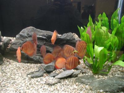 Download free animal fish stone aquarium alga image