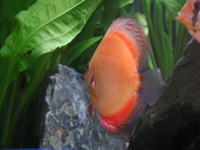 Download free animal fish stone alga image