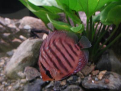 Download free animal fish stone stripe alga image