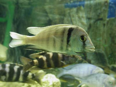 Download free animal animal fish grey stripe image