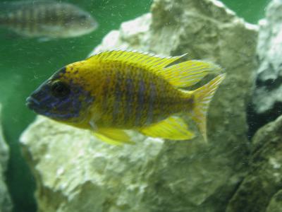 Download free animal fish yellow stone image