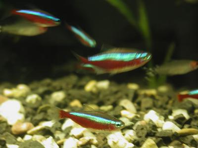 Download free animal fish red blue sand stone fluorescent fuzzy image