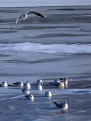 Download free animal ice bird image