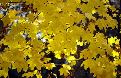 Download free tree leaf yellow image