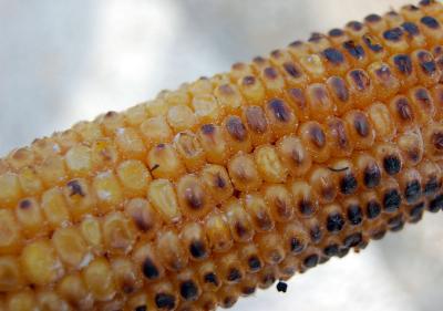 Download free food corn image