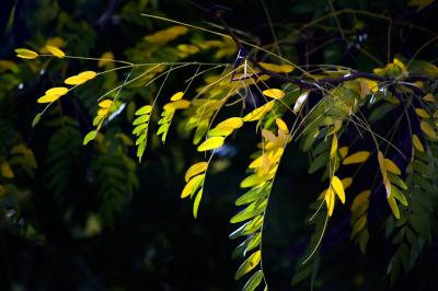 Download free tree leaf image