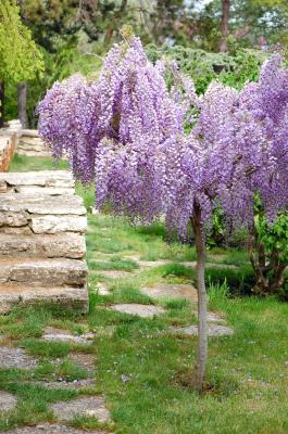 Download free tree purple garden image