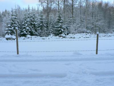 Download free tree snow closing image