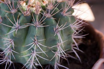 Download free cactus plant spine image