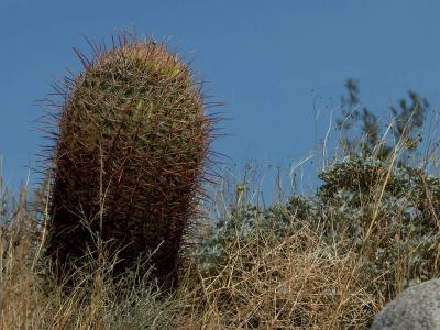 Download free cactus spine image