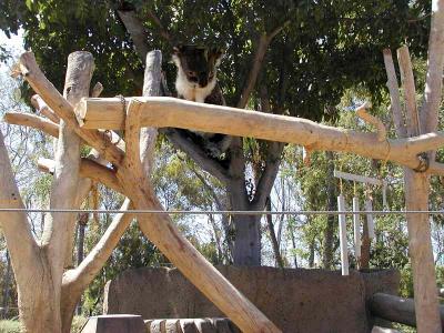 Download free animal koala image