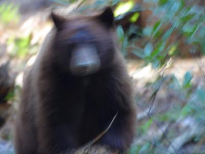 Download free animal bear fuzzy image