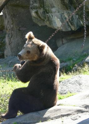 Download free animal bear rock image