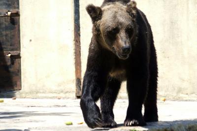 Download free animal bear image