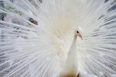 Download free animal white bird image