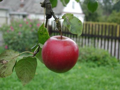 Download free leaf red apple image