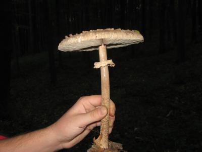 Download free mushroom image