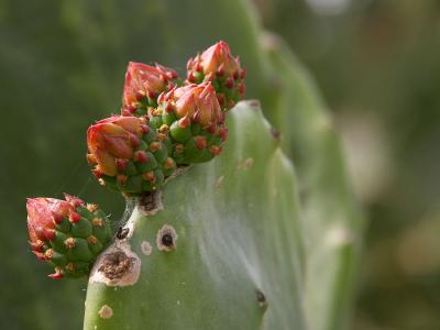 Download free cactus plant image