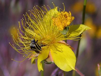 Download free insect animal bee flower yellow image