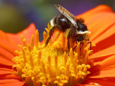 Download free insect animal bee flower yellow orange image